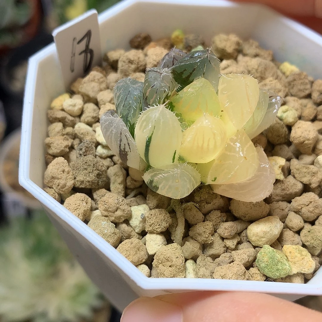 巨大赤线玉露锦带盆土发货