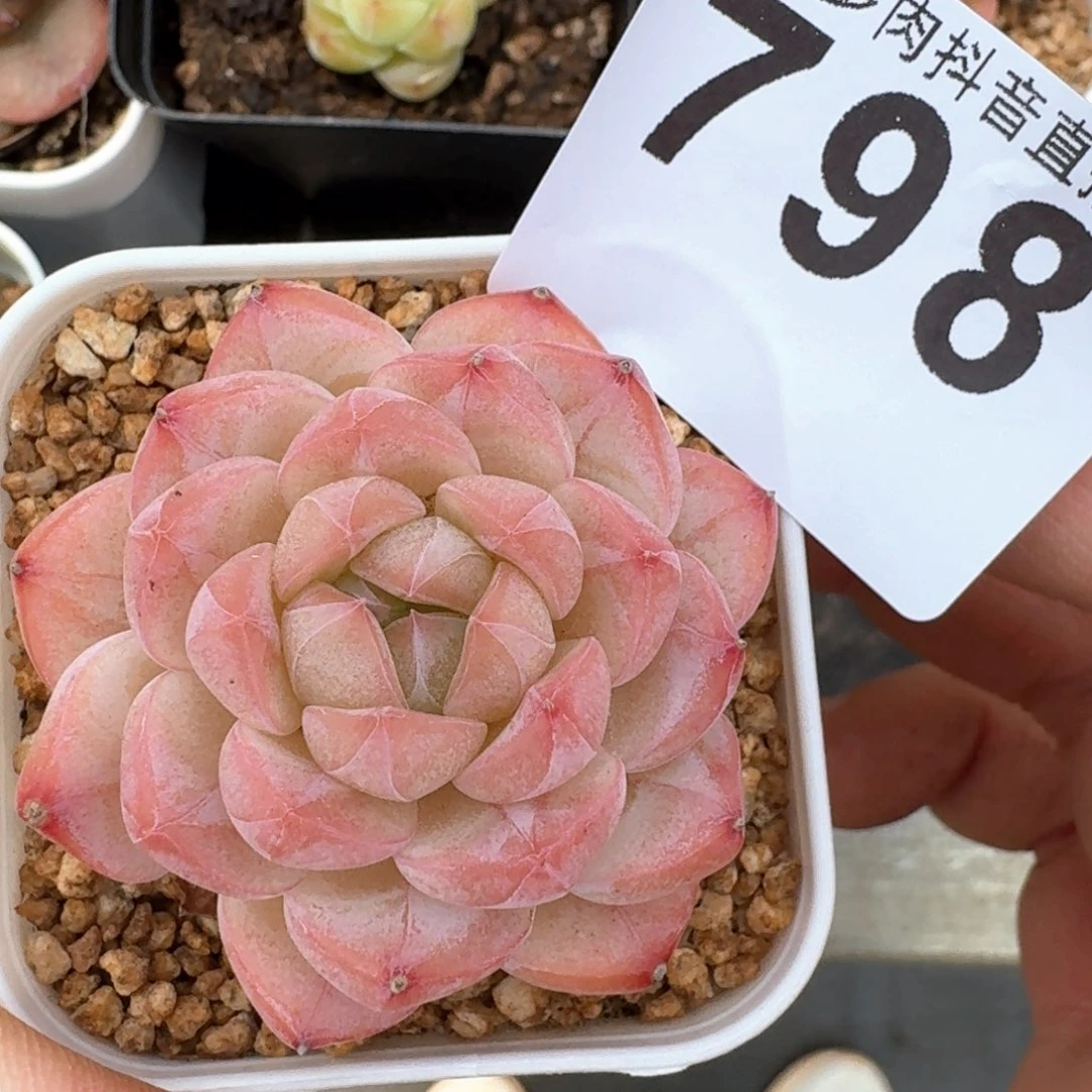 美心         多肉植物