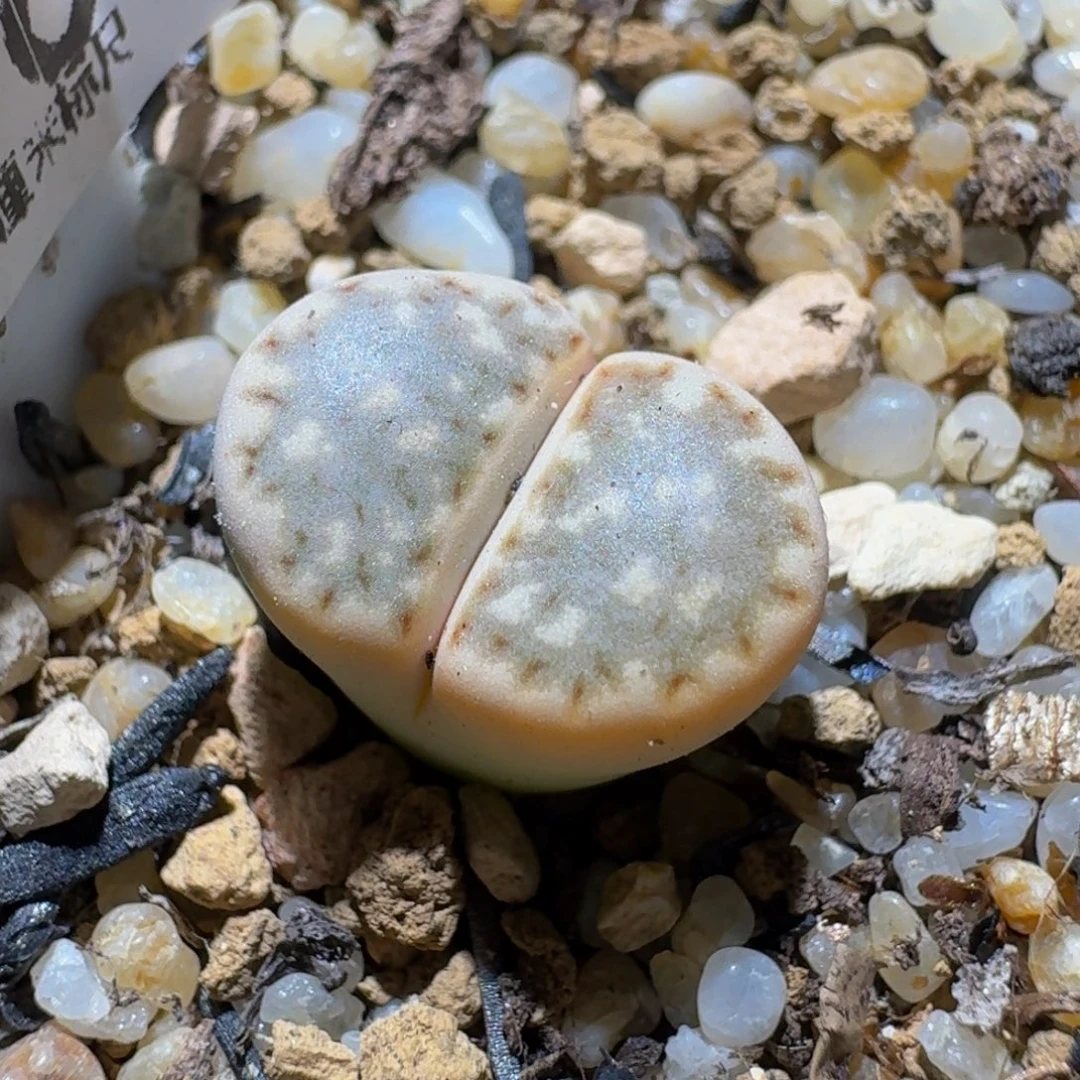 Ssss精品生石花1916锦