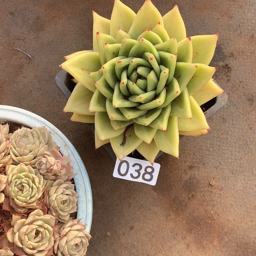 038 一物一拍多肉！