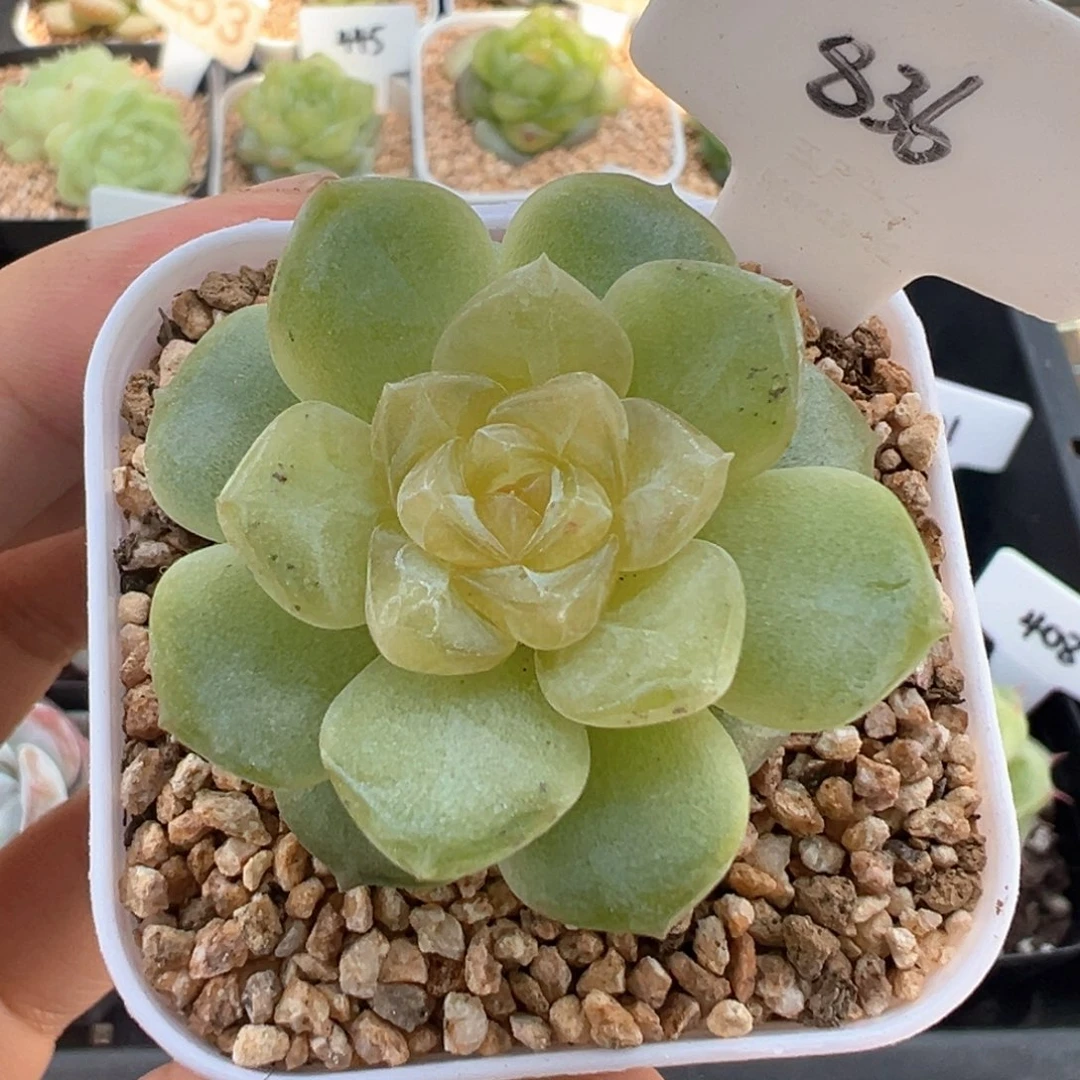 836号风花雪月系列有晒斑