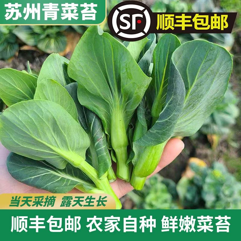 顺丰包邮江苏新鲜霜冻青菜苔苏州青菜心3斤5斤装菜苔新鲜