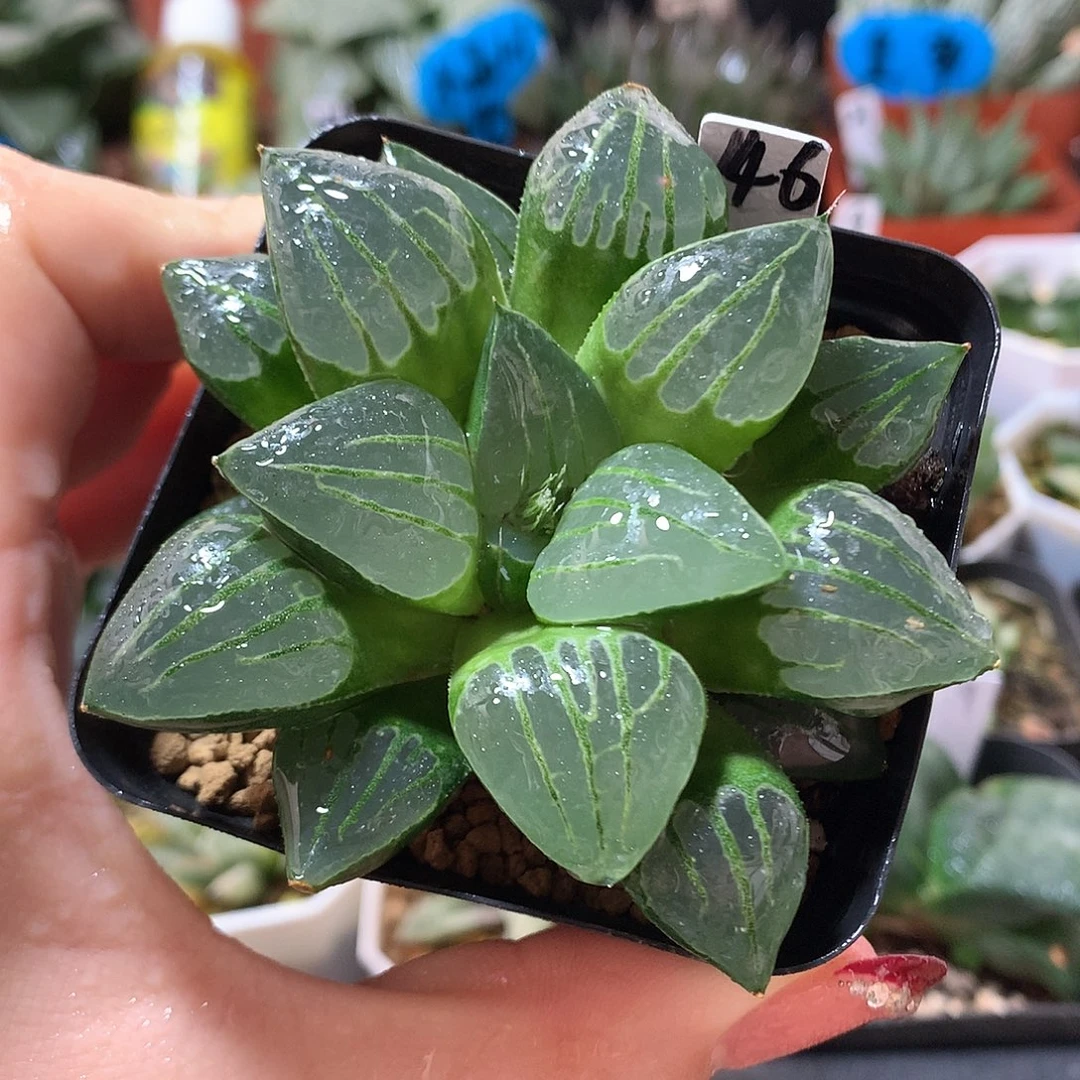 146号翠虎寿带盆土