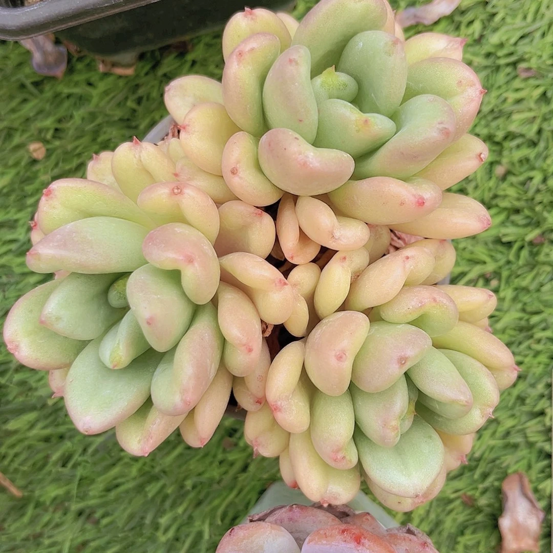 派大星8888888887888888