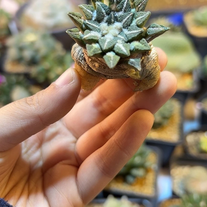 77号萝卜根黑牡丹3.8公分