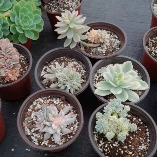 不同品种景天锦5盆包邮（不包偏远地区）