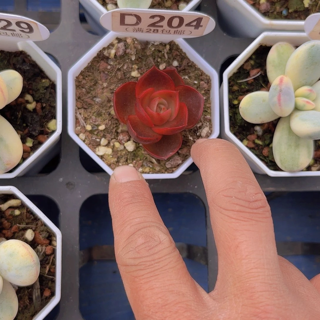 D204红灯yi wu yi pai