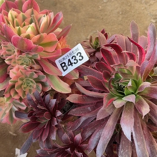 崔***税多肉植物两个