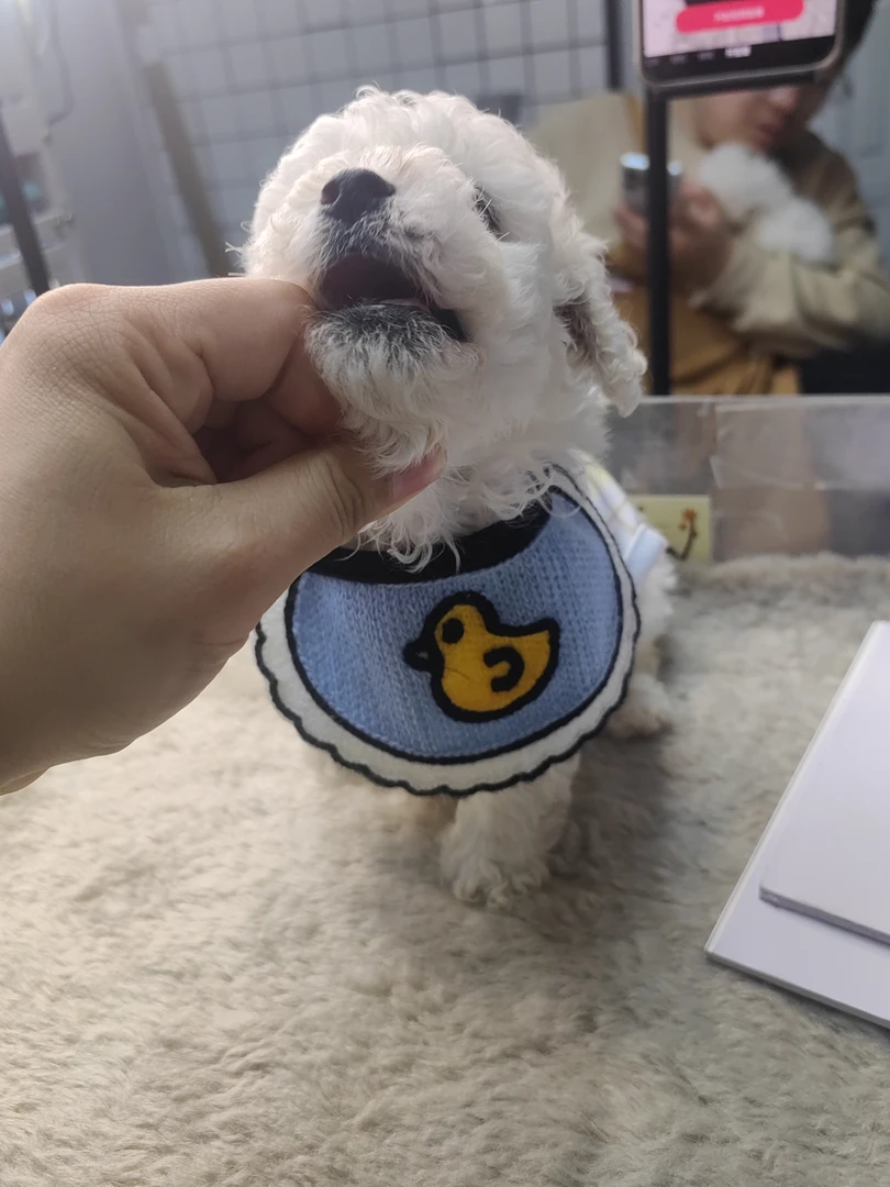 宠物围脖宠物项链