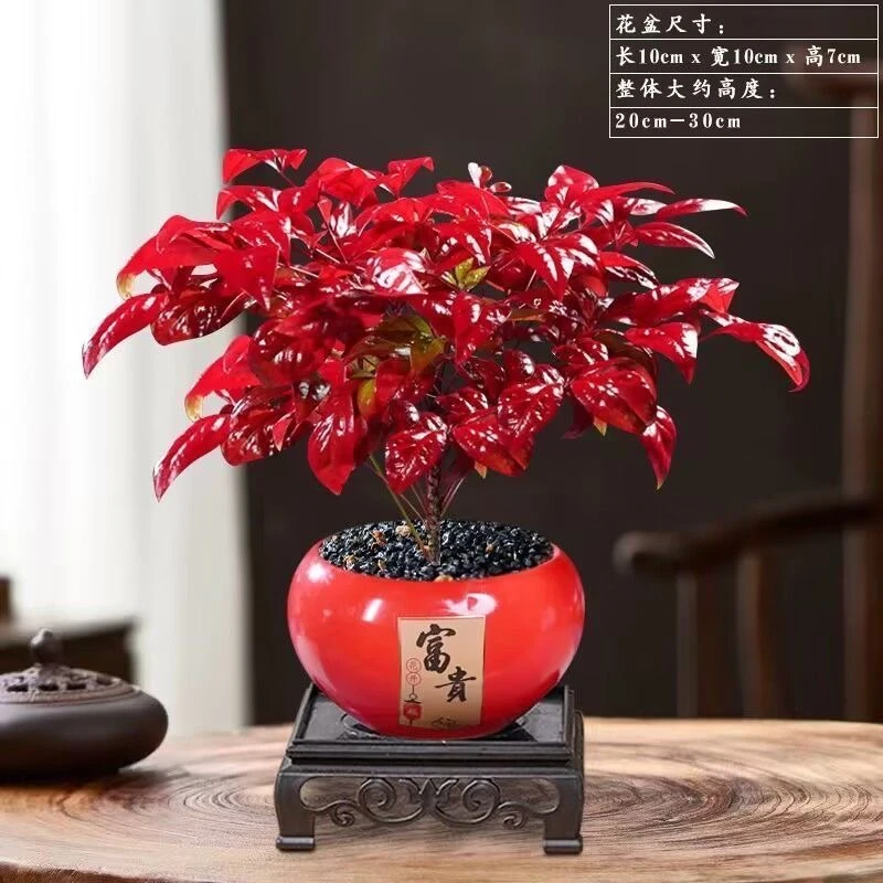 火焰南天竹盆栽客厅创意耐寒绿植禅意盆景客厅桌面植物绿植年宵花