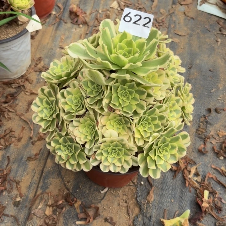 绿豆沙多肉植物不包损622