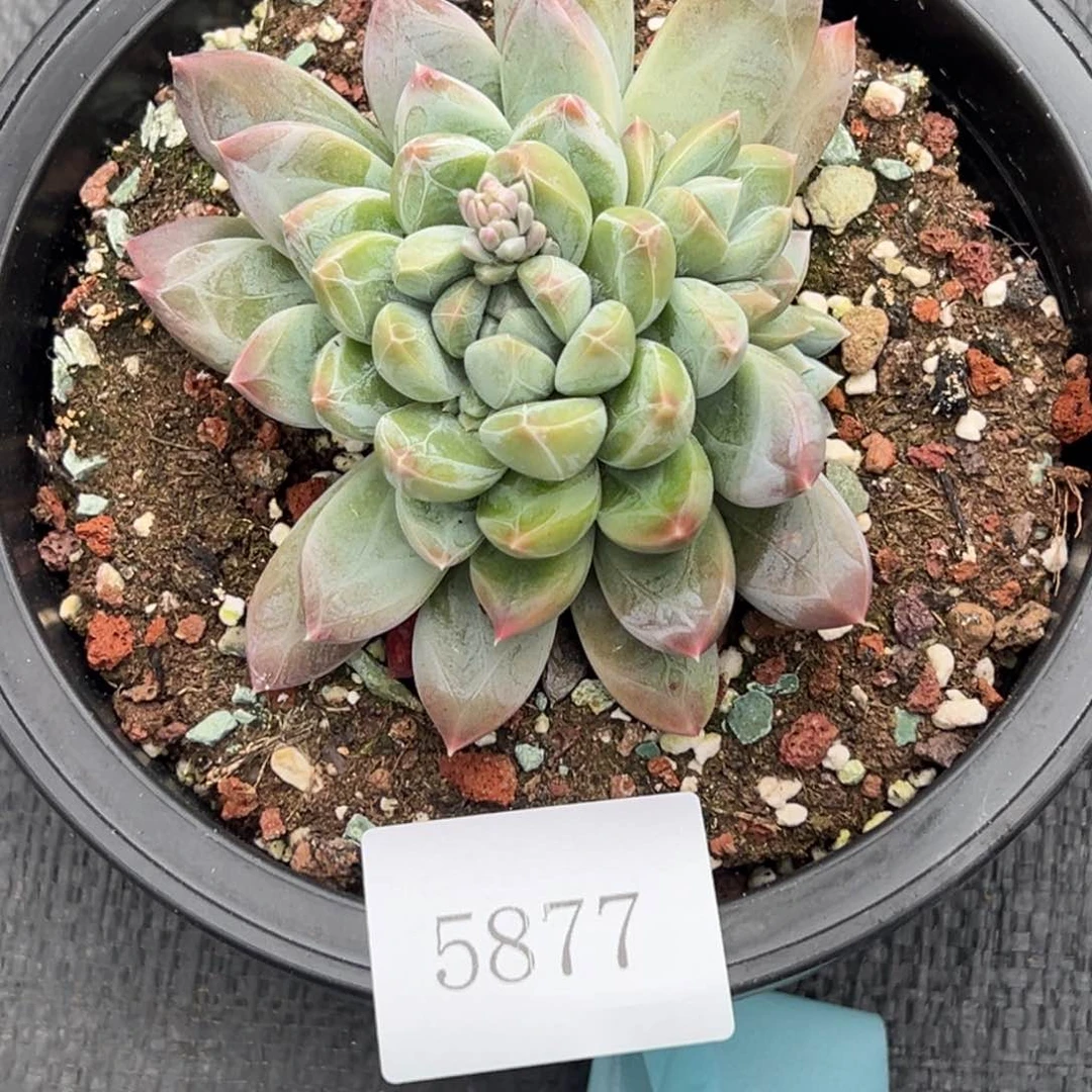 5877多肉多多多多多