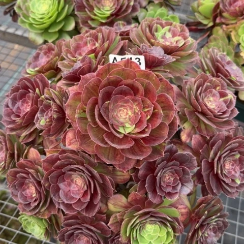 513花月夜32厘米左右