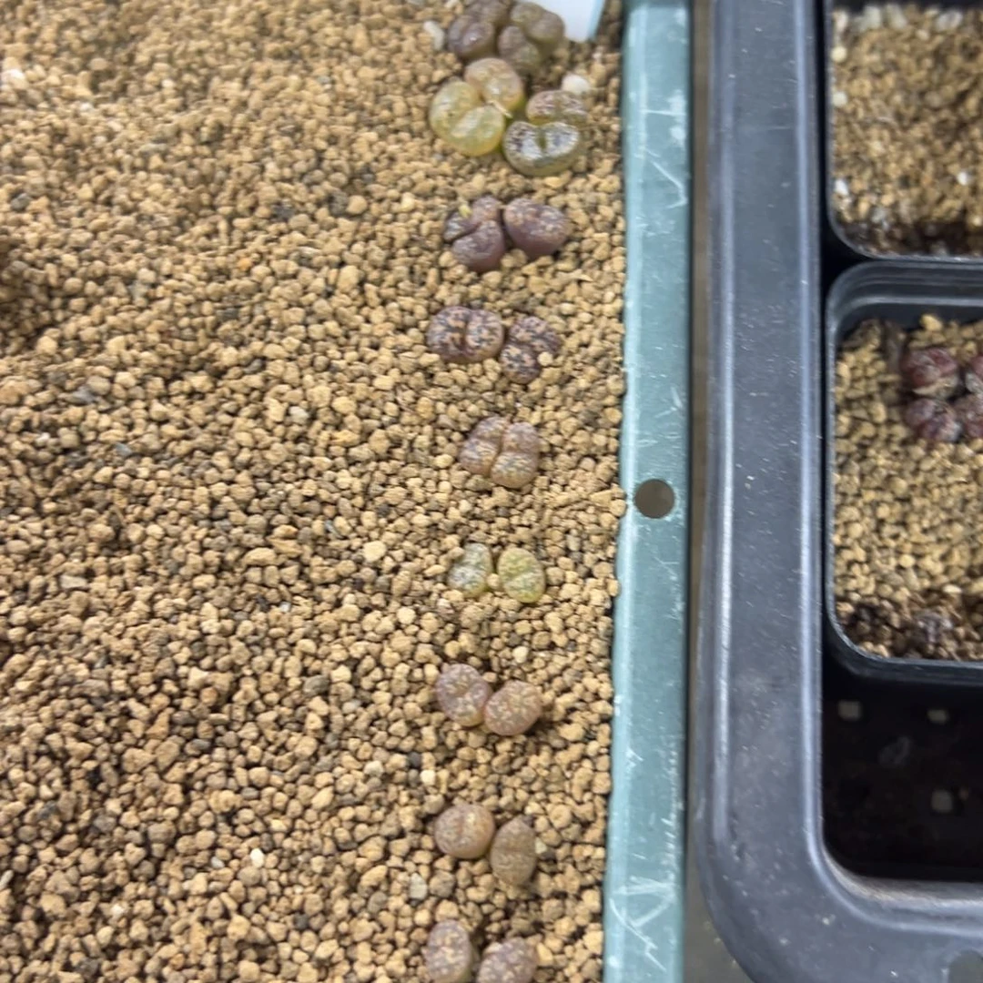 12-105量拍m076勋章一颗