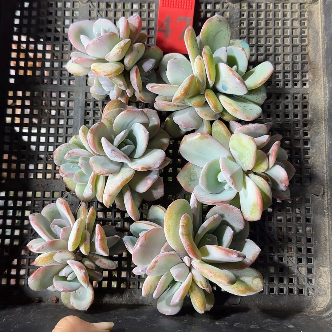金***露韩版奶茶6颗三头一物一拍47