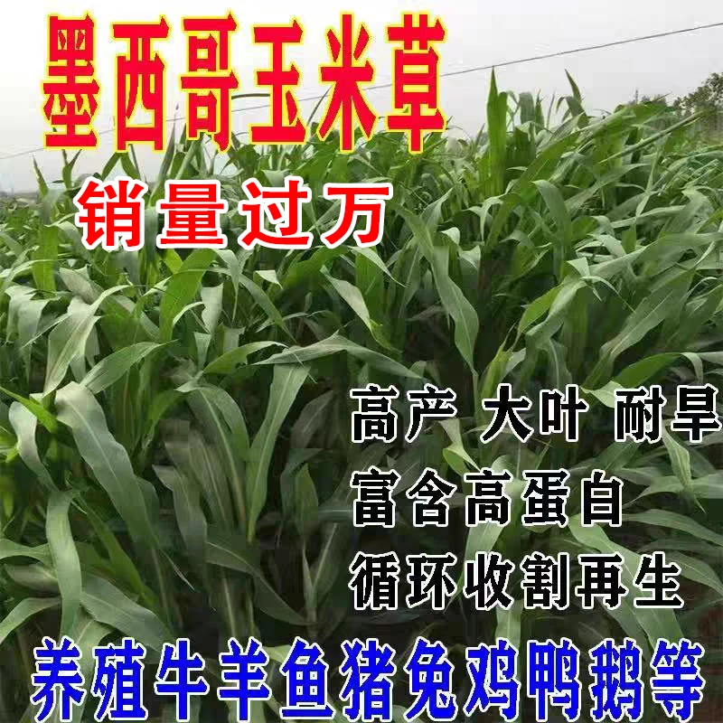 墨西哥鲜嫩玉米草牧草种子养殖专用优质南方高产牧草春季种植发芽