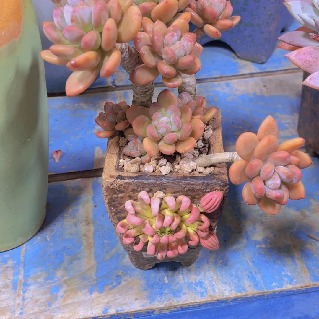 【***】盆钱多肉植物保护研究所所长的