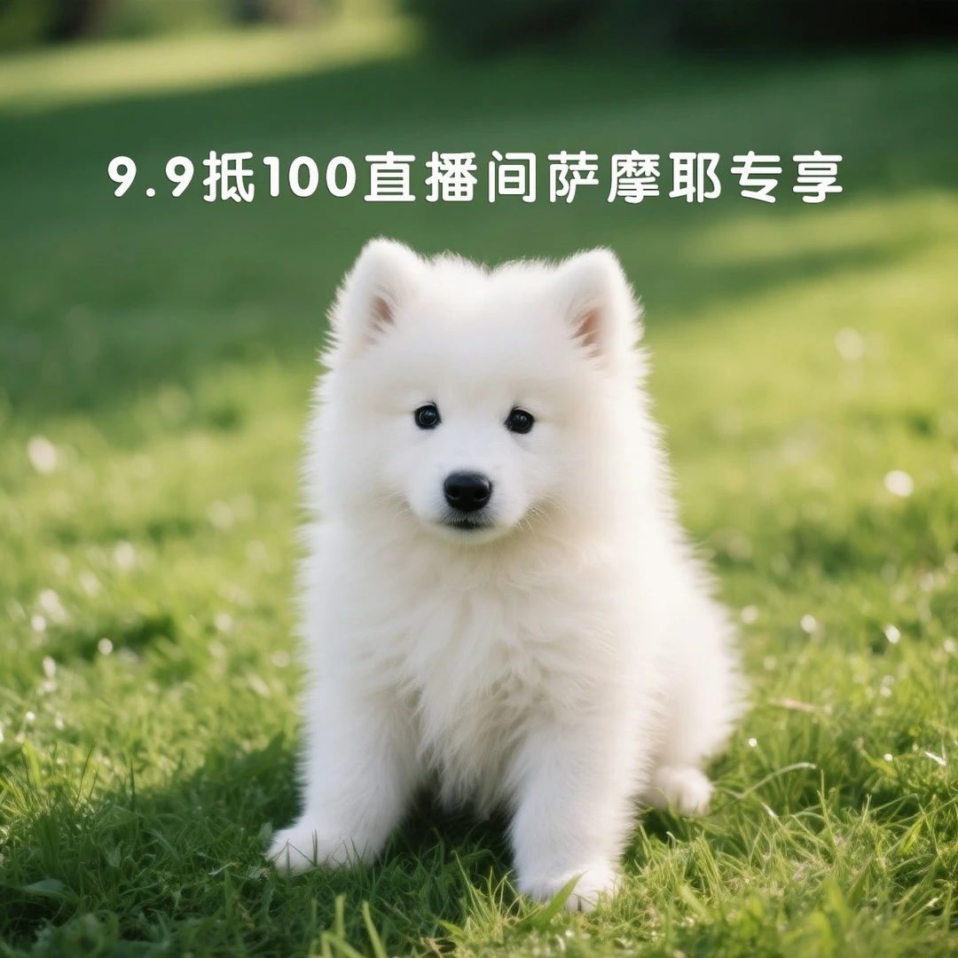 萨摩耶直播间专享！专属实体抵扣卡！