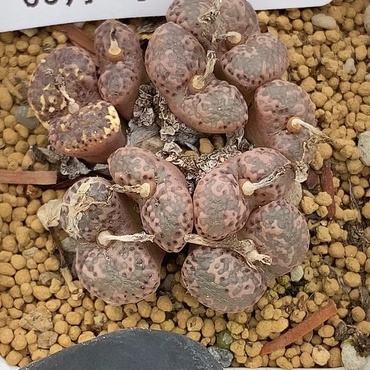 萌**、桃喜花园0307-73勋章