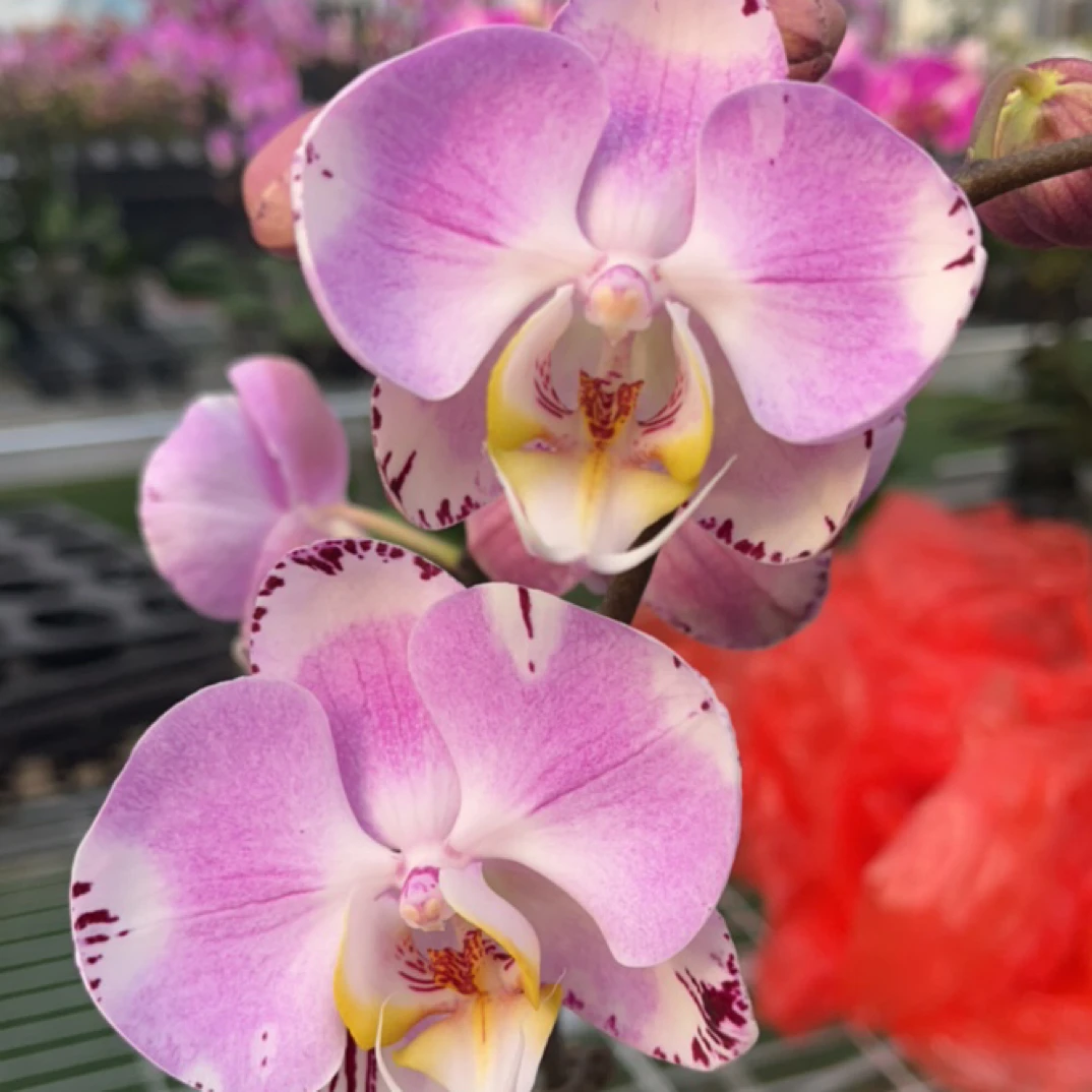 【毕加索双剑】梦语花卉蝴蝶兰