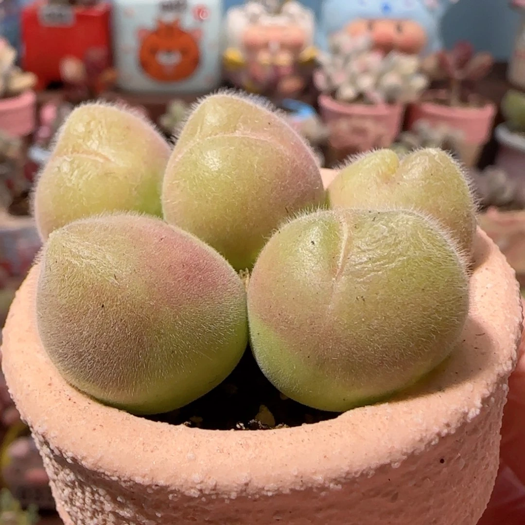 圆滚滚毛翠 盆口4cm