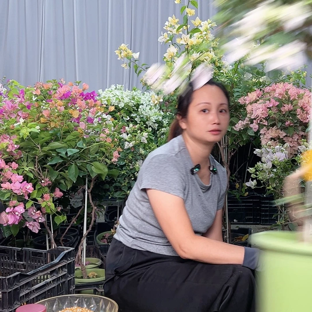 懒***女当前无花栽培后可以开花H17苹果花