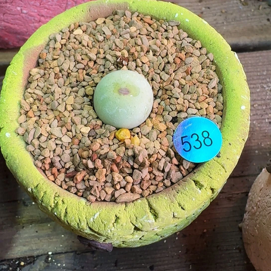 多肉植物福利肉锥含盆价538