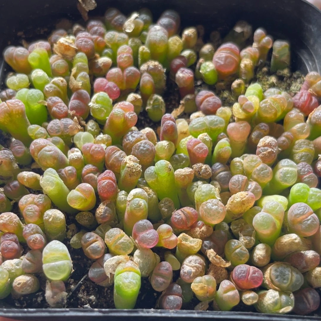 今晚大盆特价更新～33