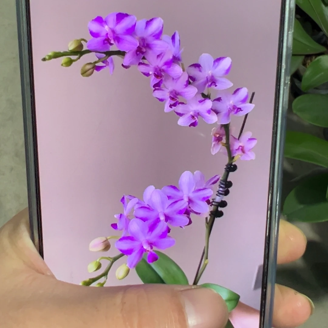 当前无花栽培后可以开花带剑紫水晶3.0杯