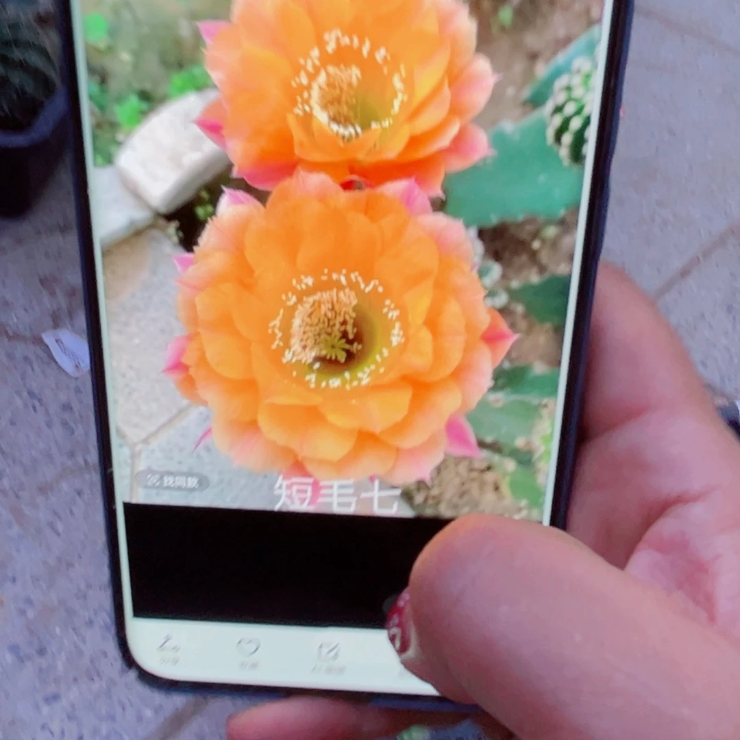 下99彩草短毛七根歪6公分左右掉侧芽无售后脱土发货20包邮