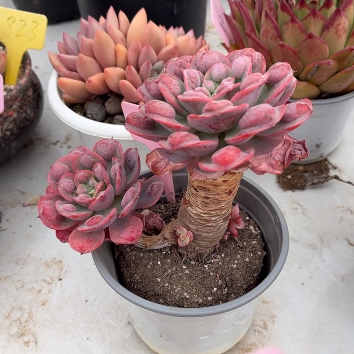 雨滴多肉植物305