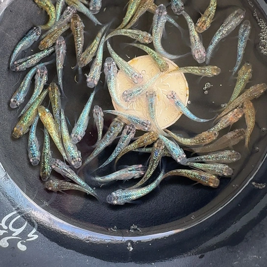 青鳉鱼2组包邮1组10条1.5-2cm星光10条