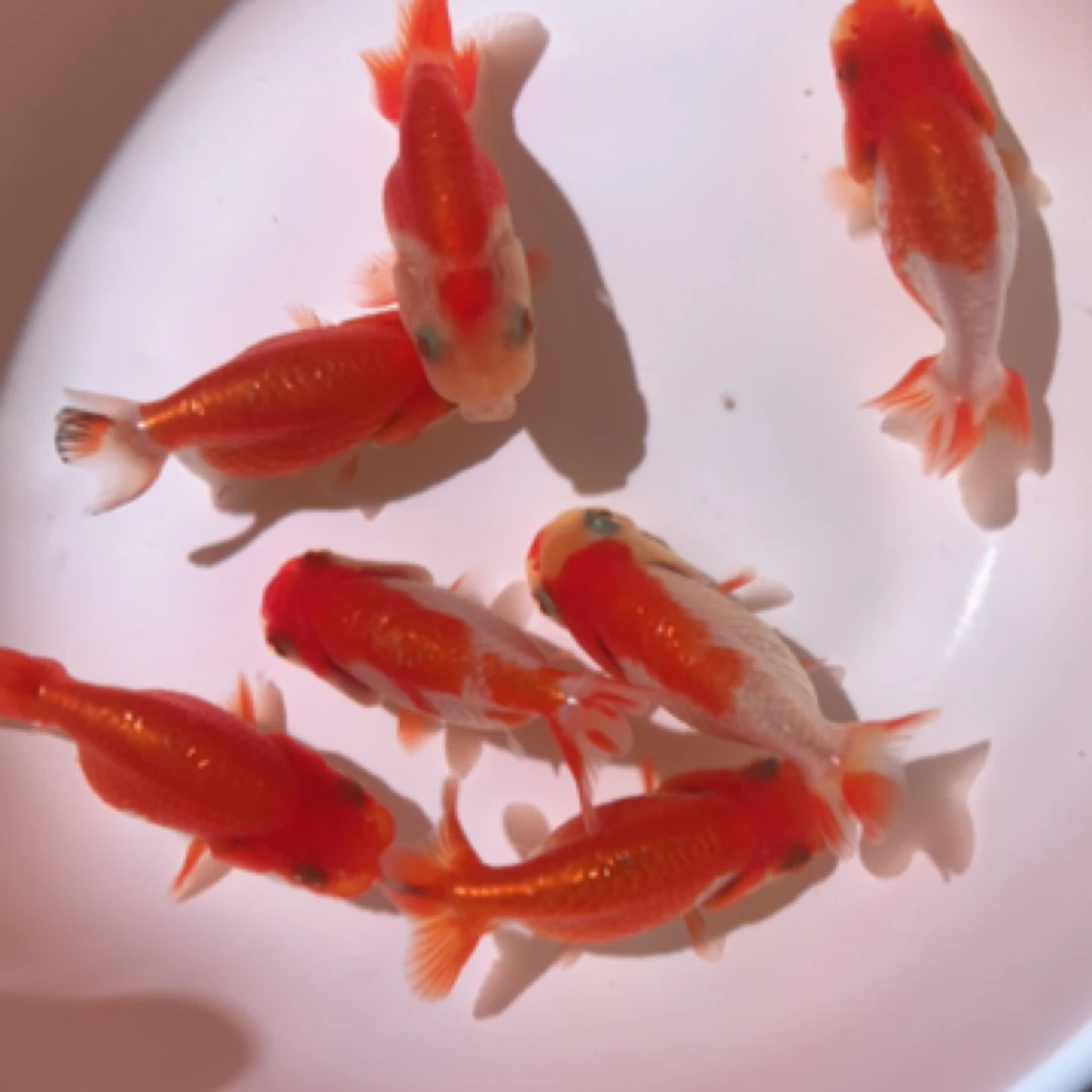 高品质泰寿金鱼鱼苗