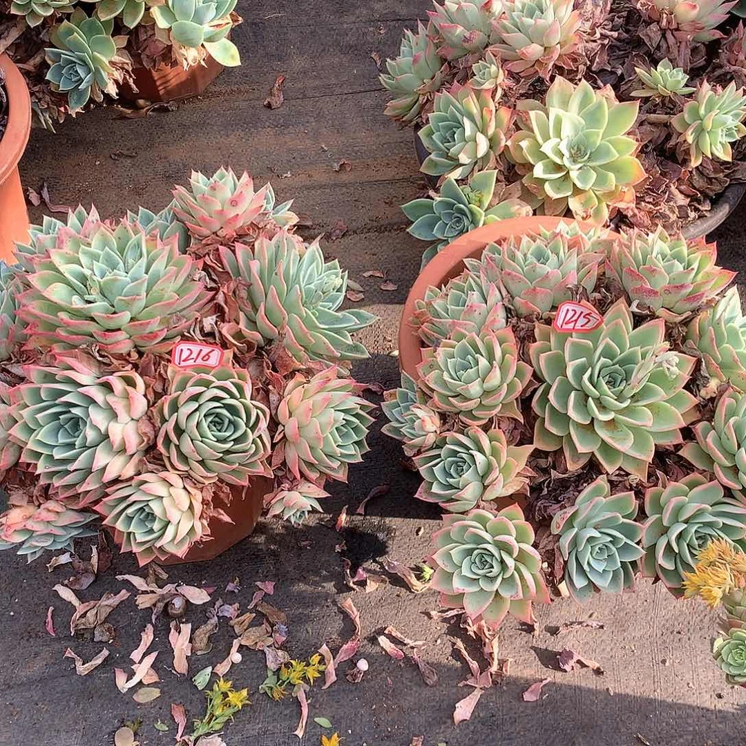 k****j三色堇2颗1215.1216晓晓一物一拍