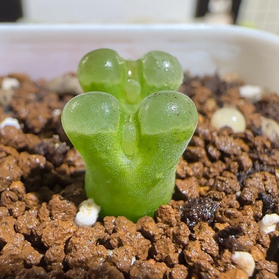 肉锥多肉植物组合-极窗425