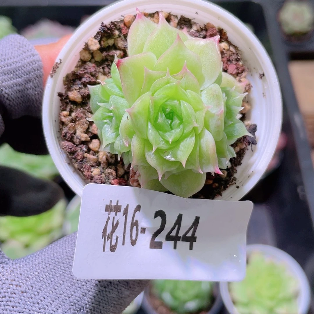 花利美16-244海王