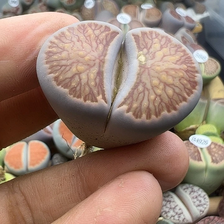 4960有干疤下播福利清
