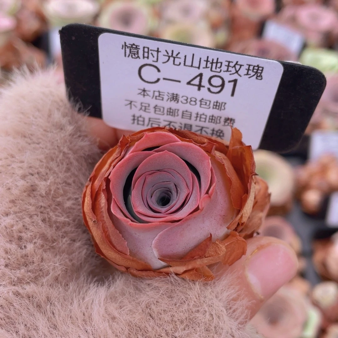 山地玫瑰c491裸根发货断枝不包损不售后
