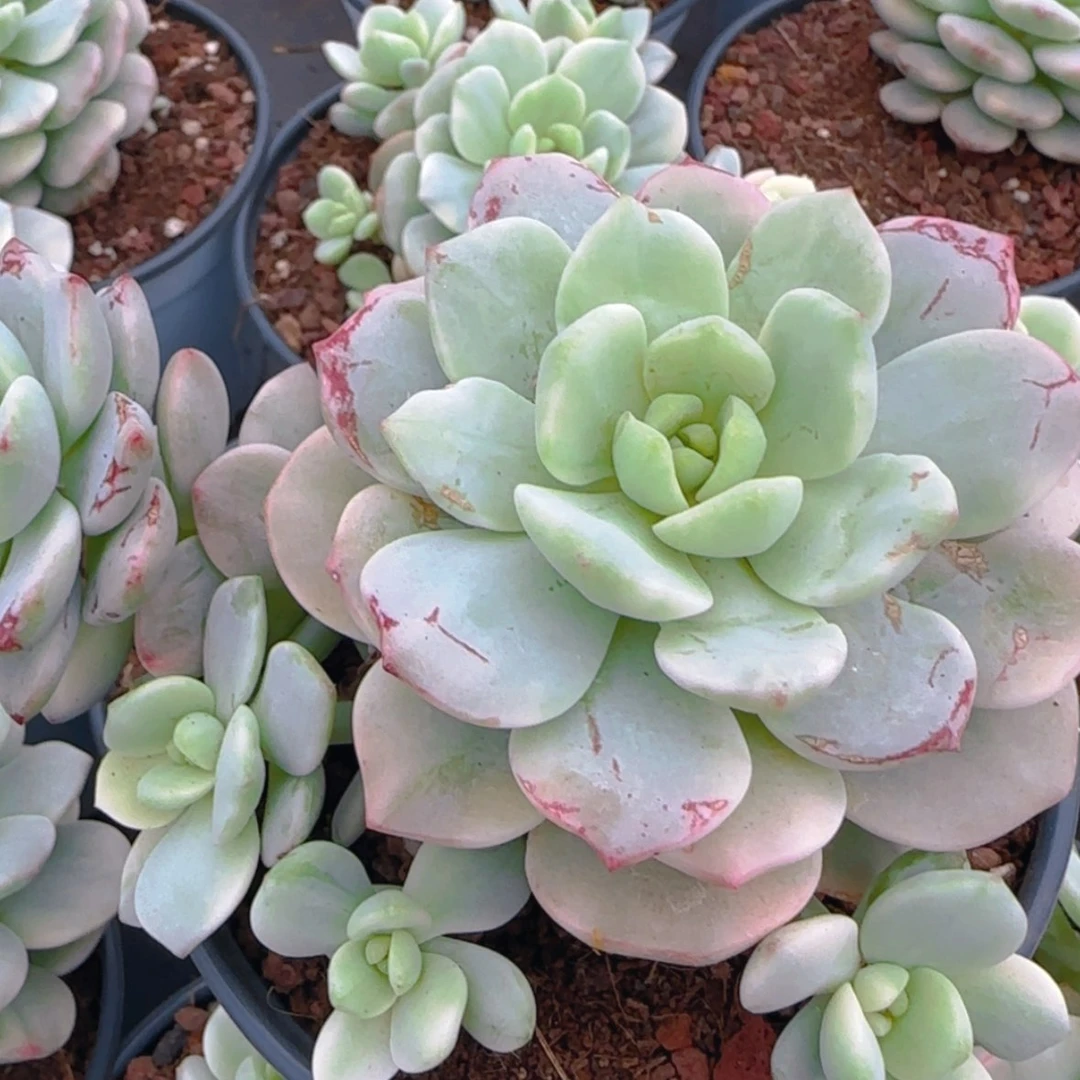 【闪购商品】香草锦