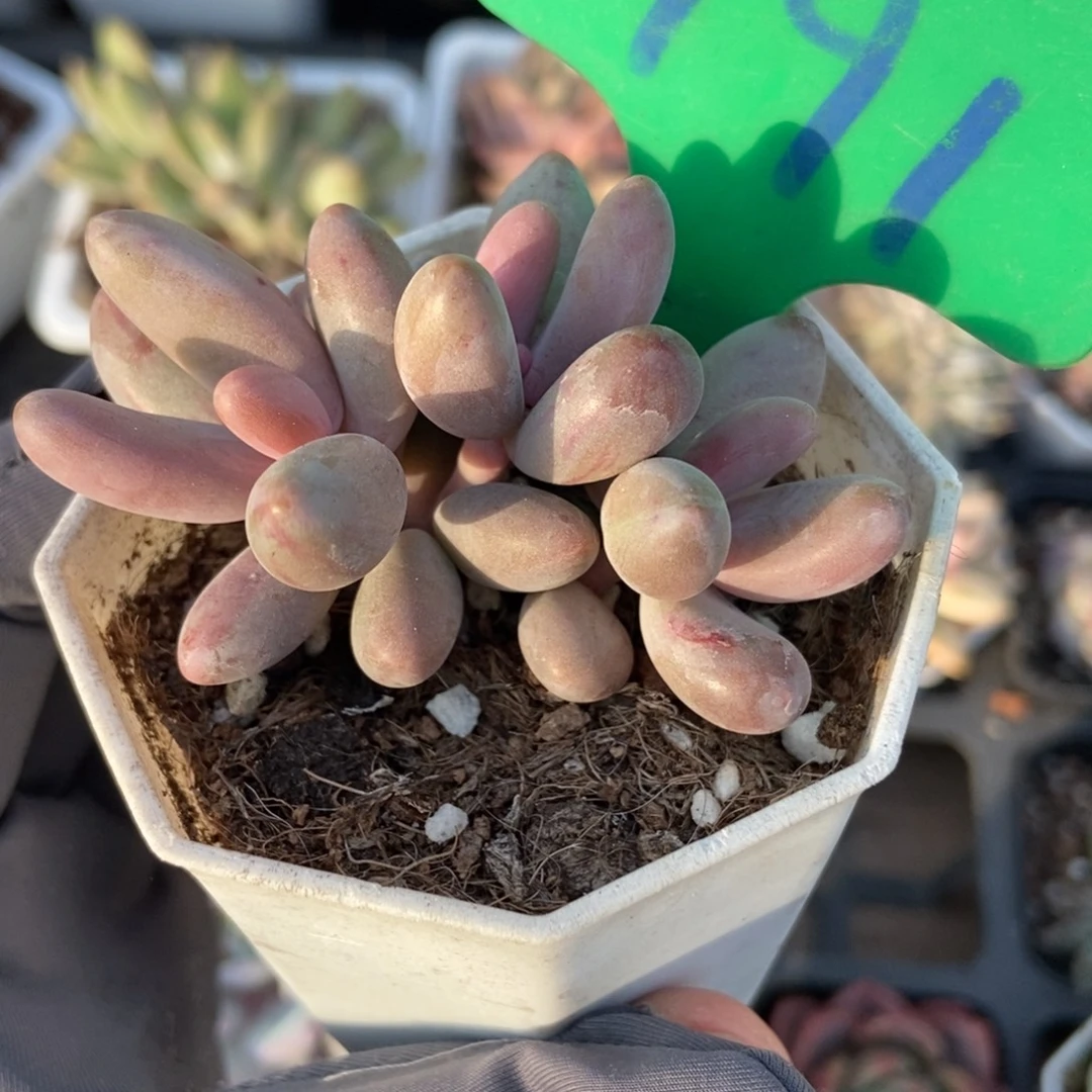 791红手指多肉植物