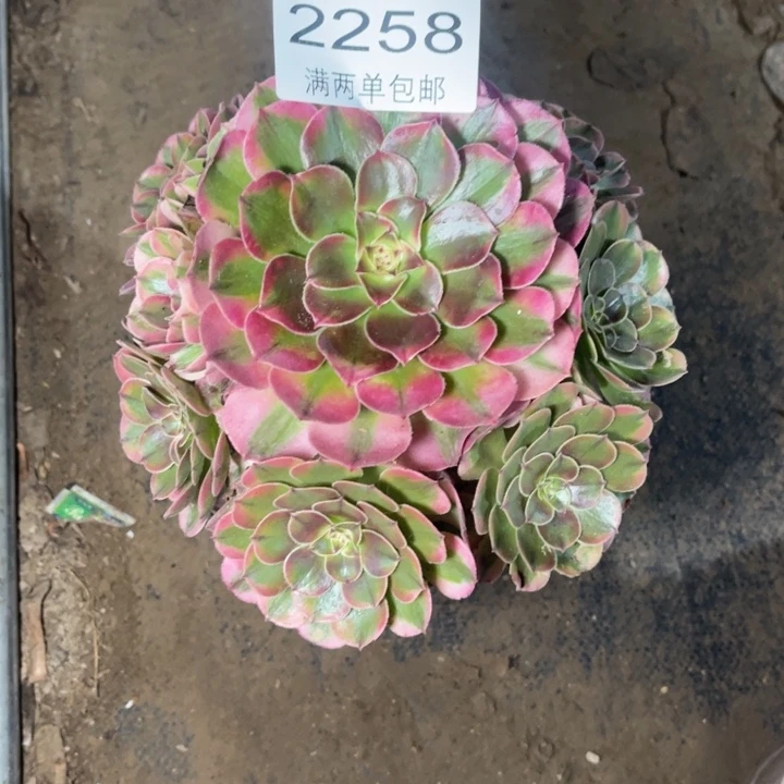 荔枝的人多肉的人2258