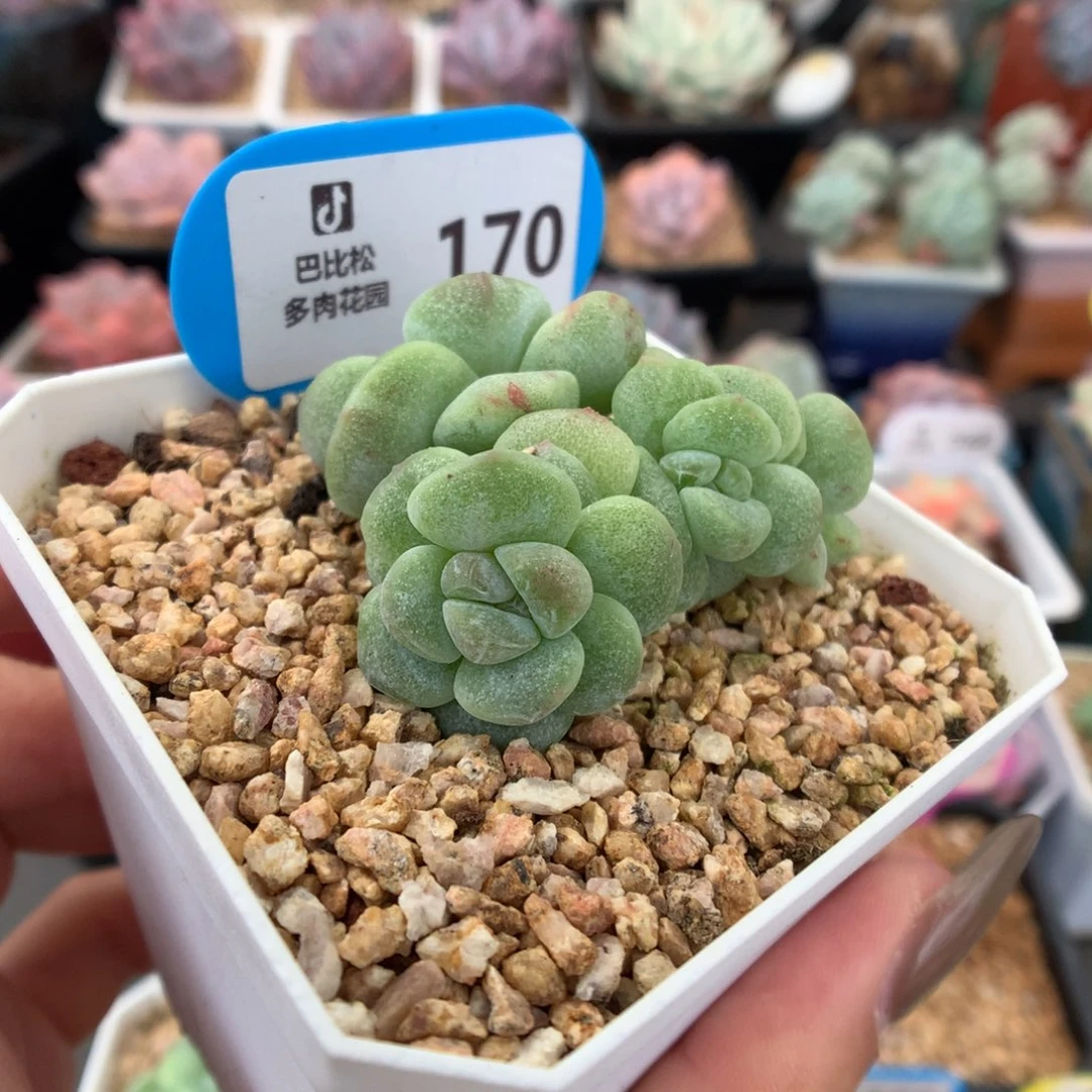 ʚ***ɞ170冰玉石化多肉植物
