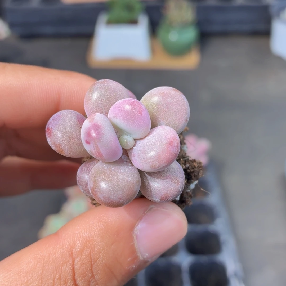 桃蛋多肉9.9包邮发货