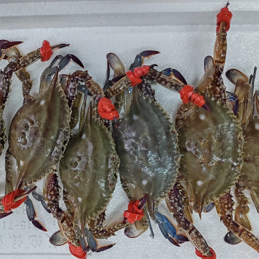 【保鲜不保活】尖蟹3斤 1两7左右一斤4-5只左右 挂网有掉腿