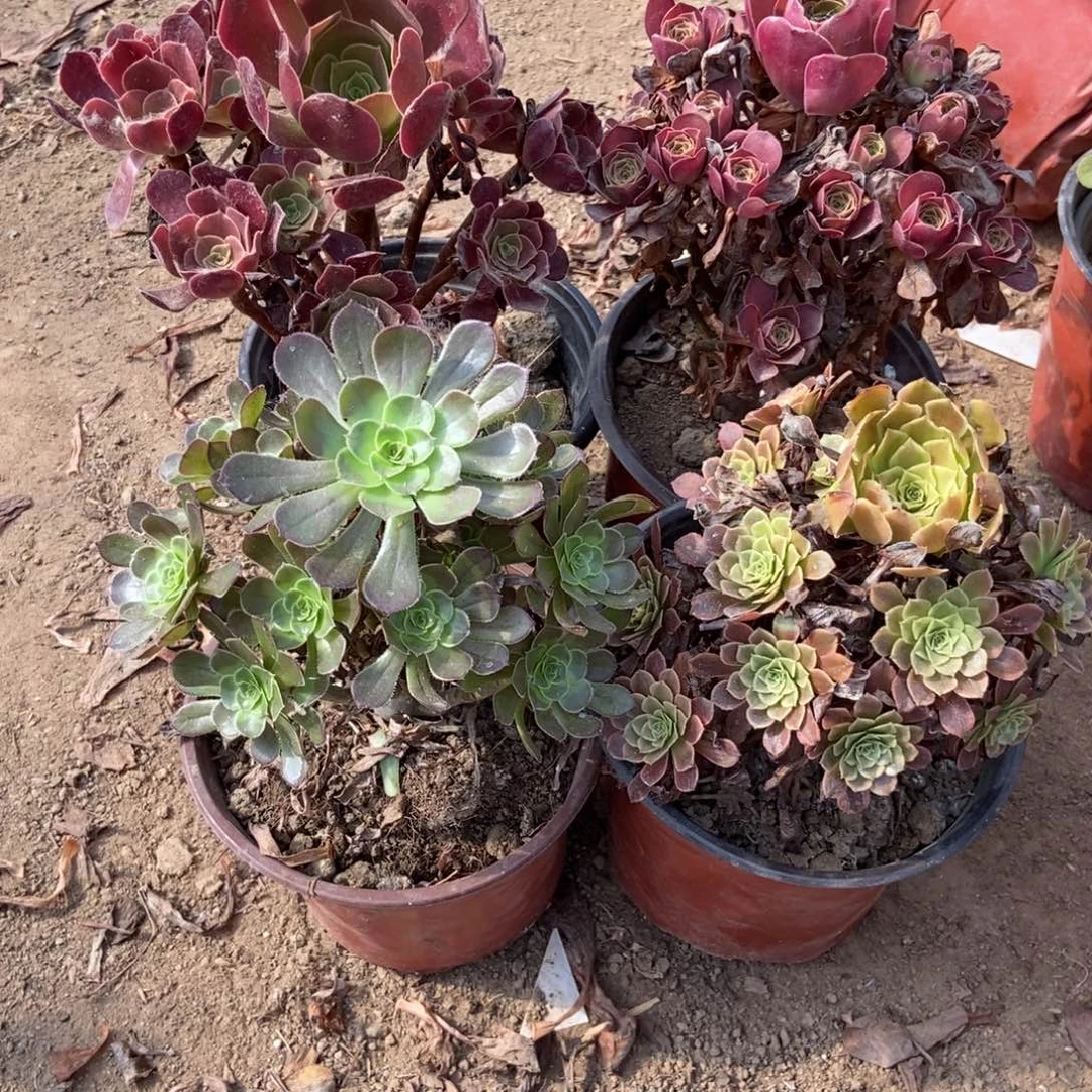 1号链接到手四颗法师