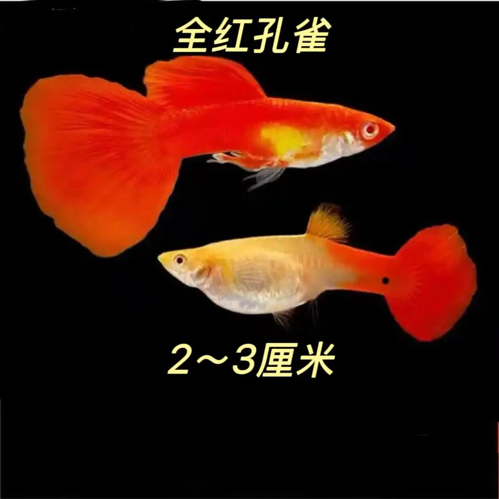 【美国全红】孔雀鱼可繁殖公母搭配2-3cm耐活好养小型淡水鱼