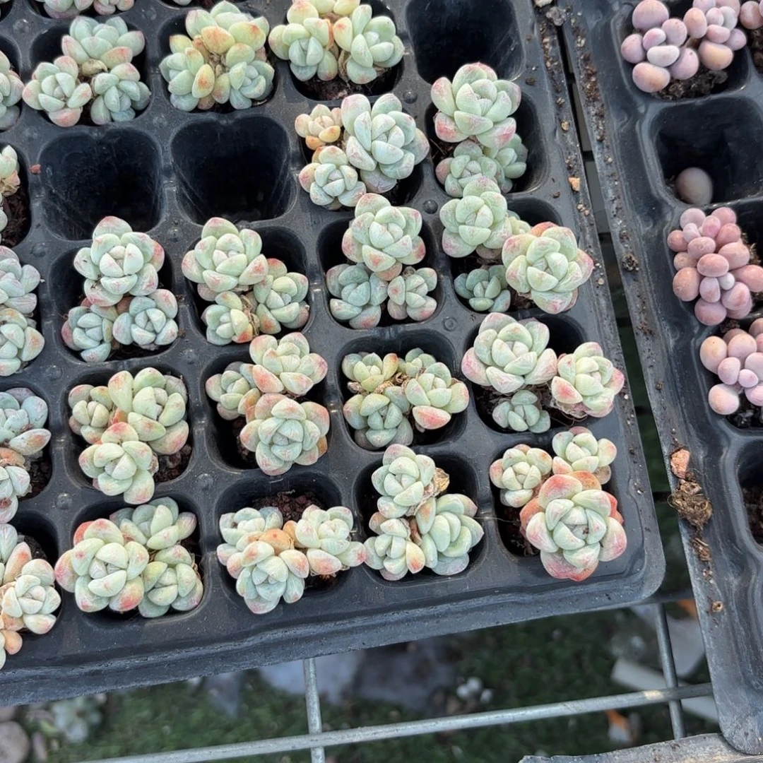 冰玉群老桩一颗量拍1111