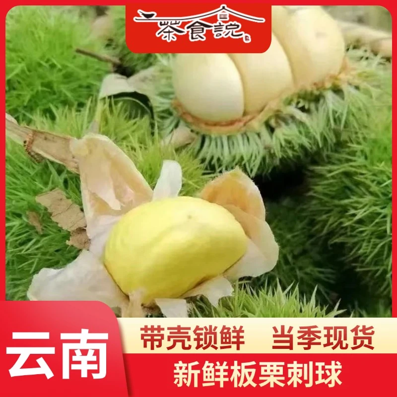云南新鲜白皮生板栗带刺球现摘现发脆甜可口