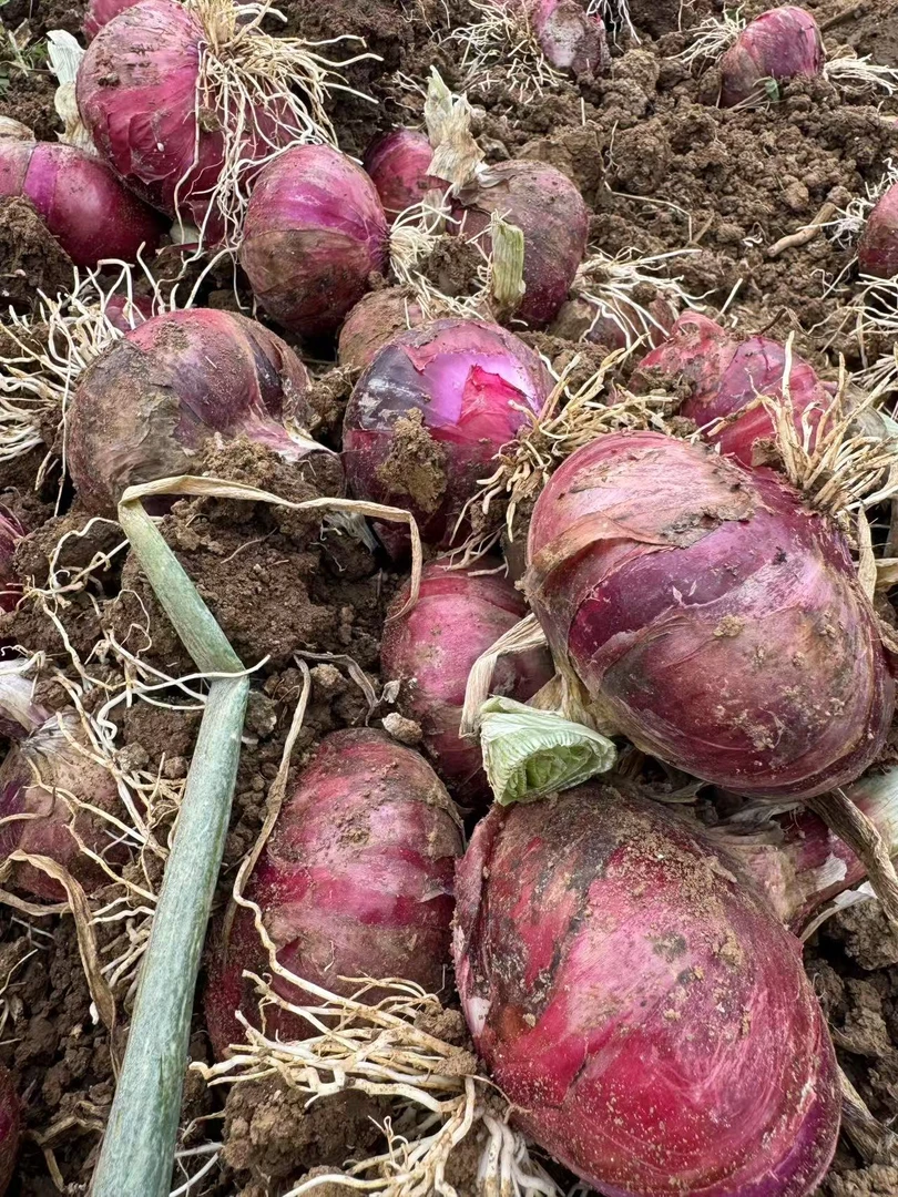 云南高山扁二红紫皮洋葱