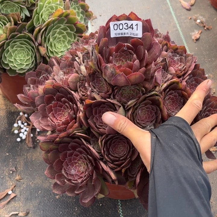 00341红魔多肉zhi wu